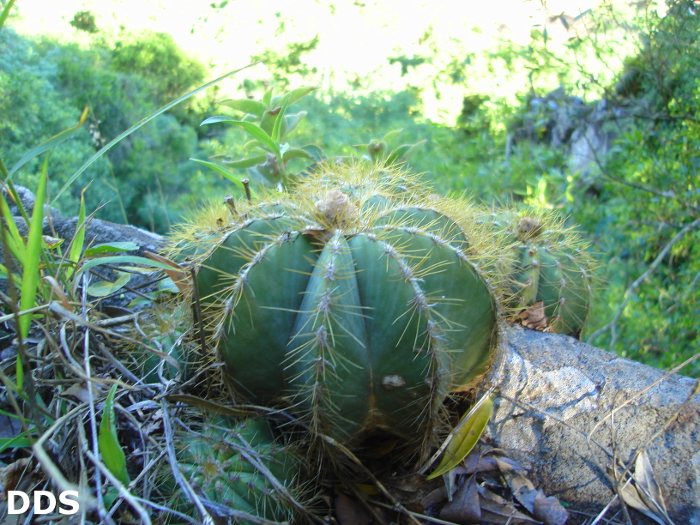 Parodia magnifica