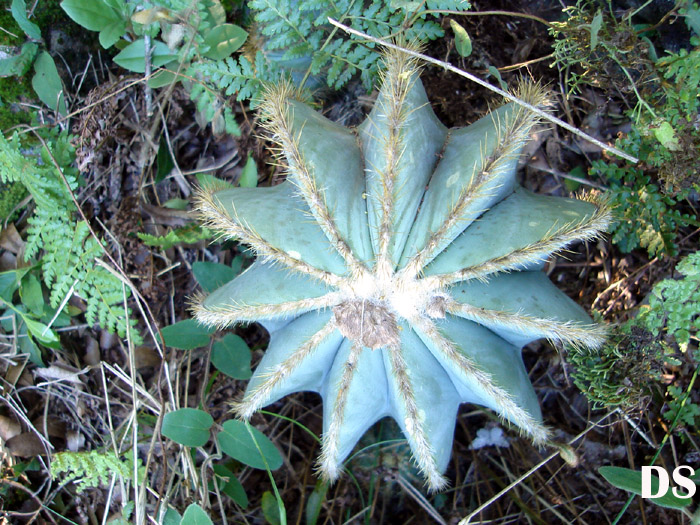 Parodia magnifica