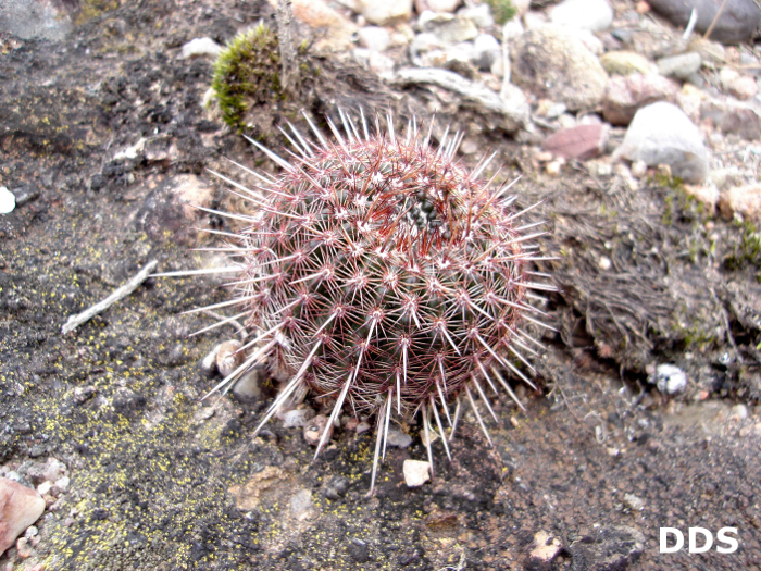 Parodia mammulosa