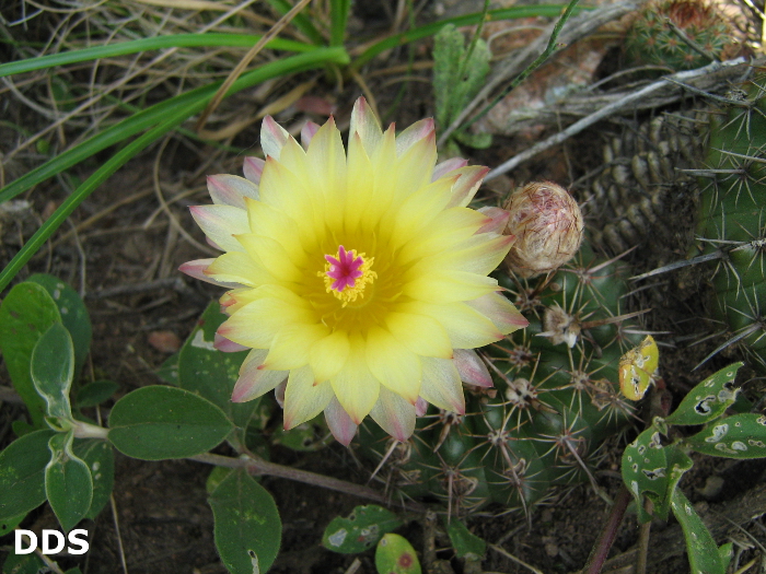 Parodia mammulosa