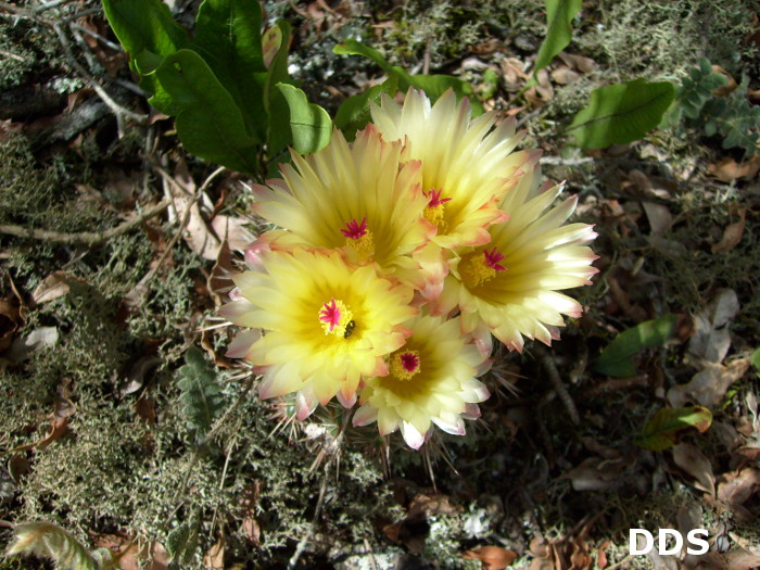 Parodia mammulosa