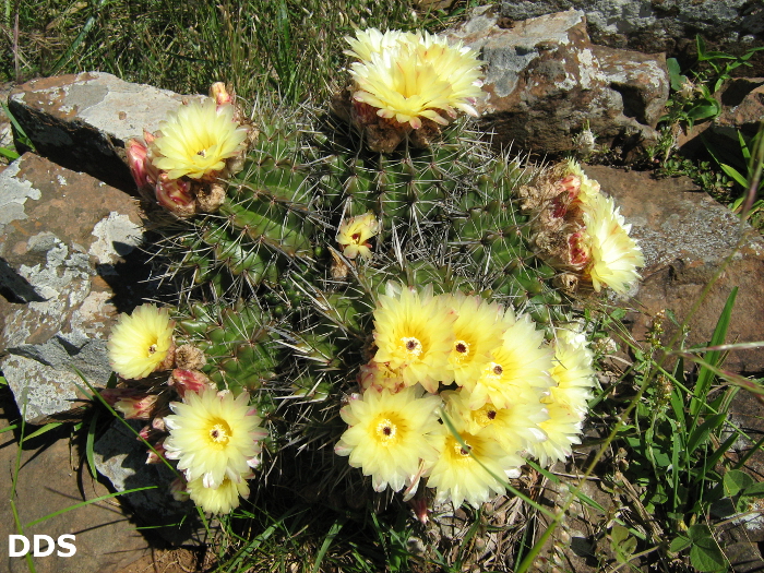 Parodia mammulosa