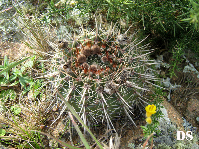 Parodia mammulosa