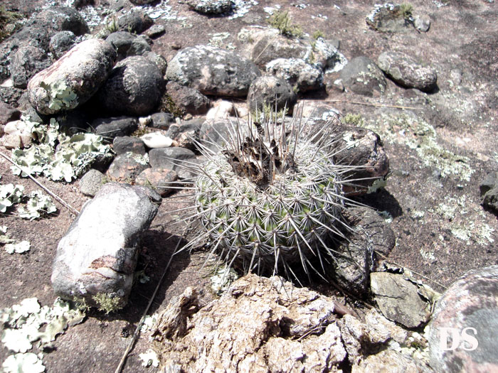 Parodia neohorstii