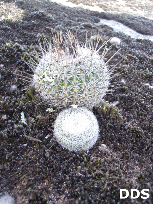 Parodia neohorstii