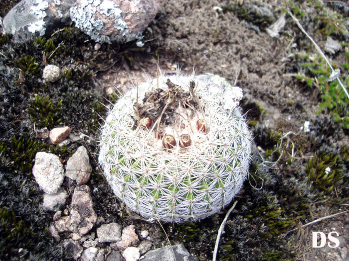 Parodia neohorstii