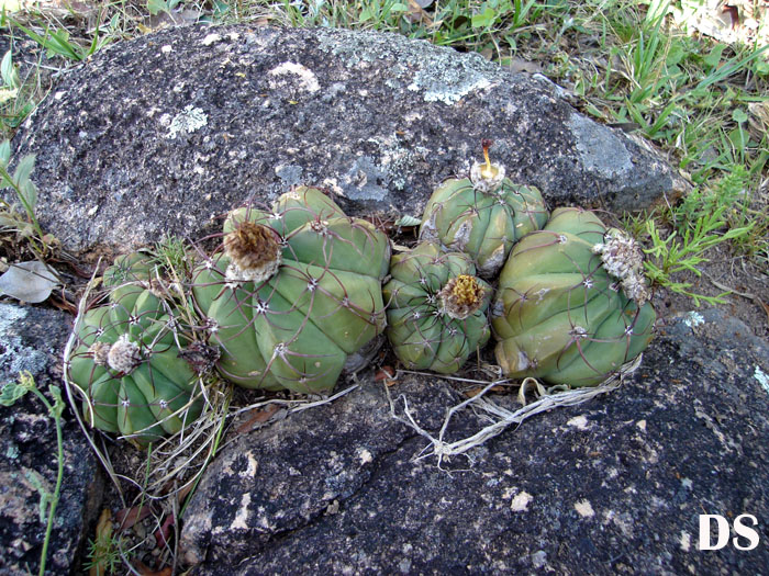 Parodia oxycostata