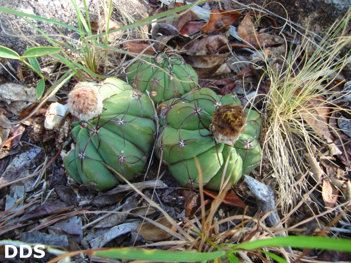 Parodia oxycostata