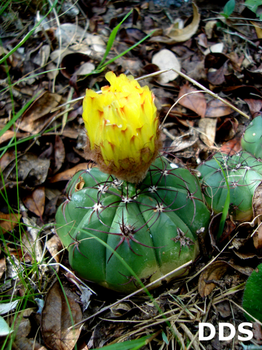 Parodia oxycostata