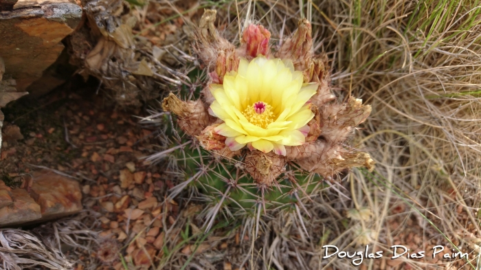 Parodia erinacea