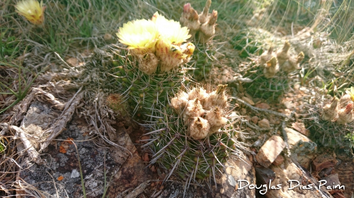 Parodia erinacea