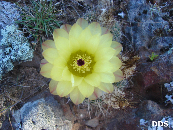 Parodia permutata