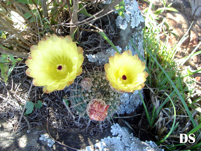 Parodia permutata