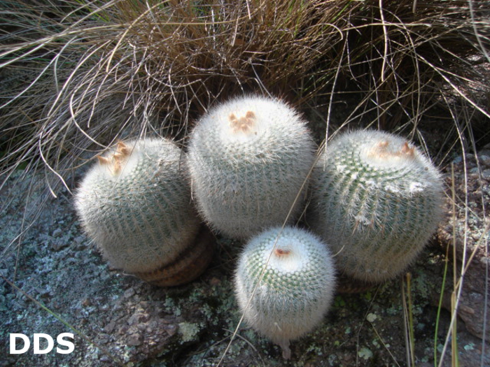 Parodia scopa