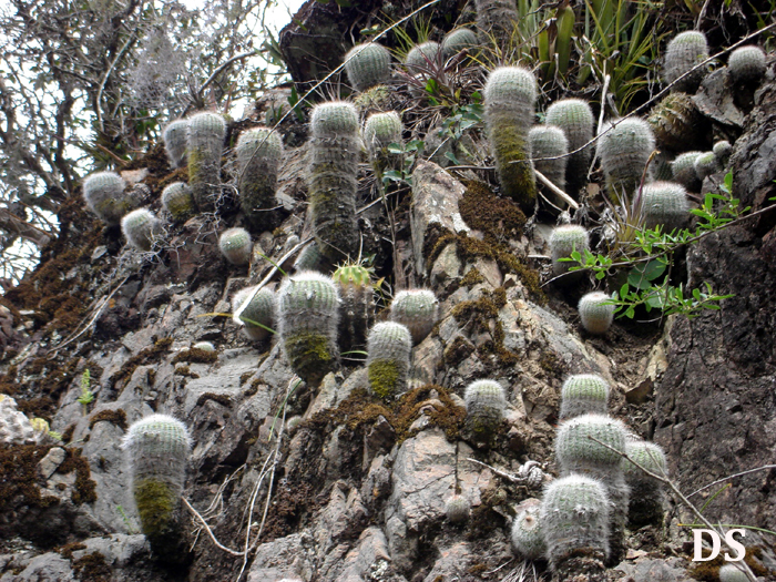 Parodia scopa