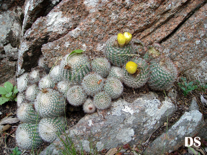 Parodia scopa