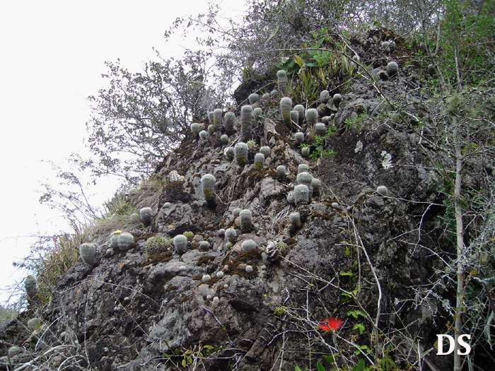 Parodia scopa