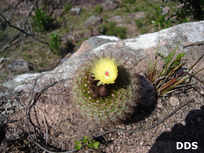 Parodia scopa