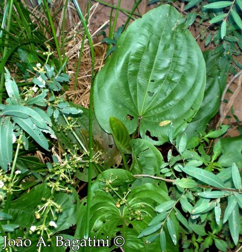 Echinodorus grandiflorus