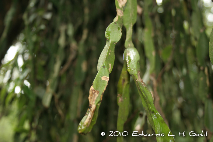 Rhipsalis paradoxa