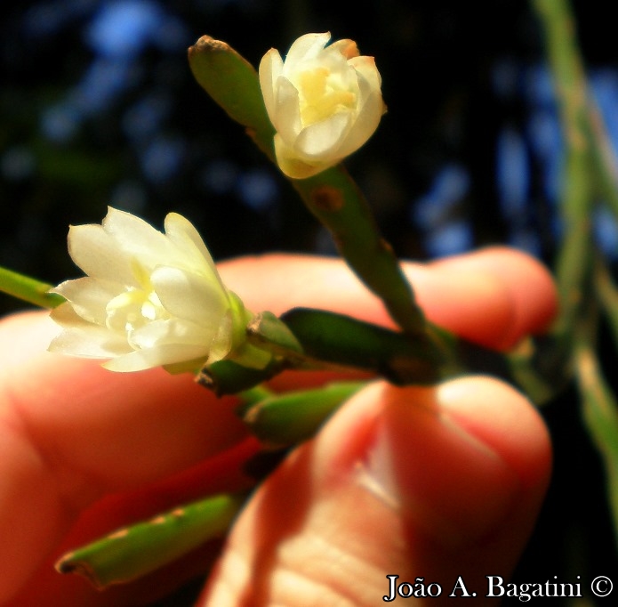 Rhipsalis paradoxa