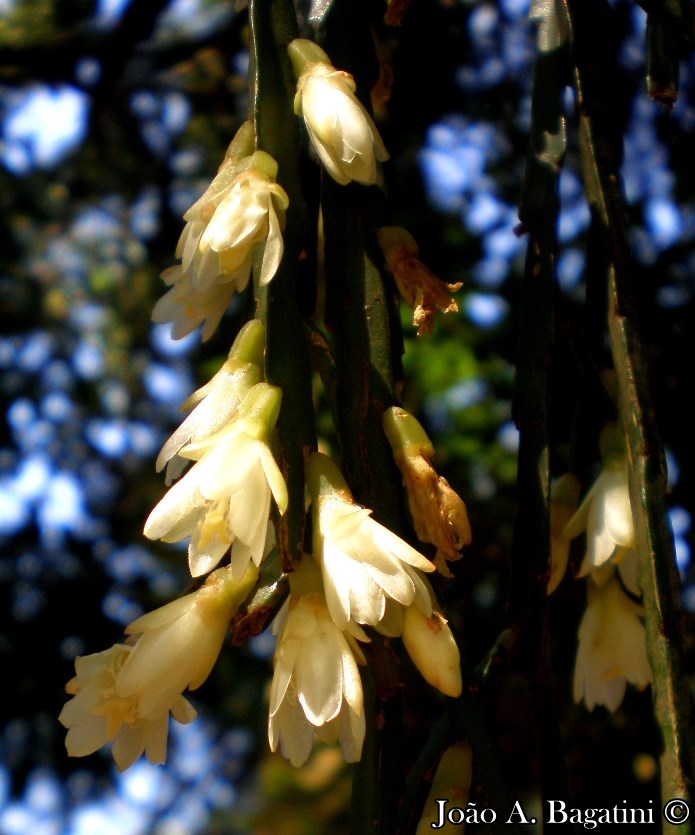 Rhipsalis paradoxa