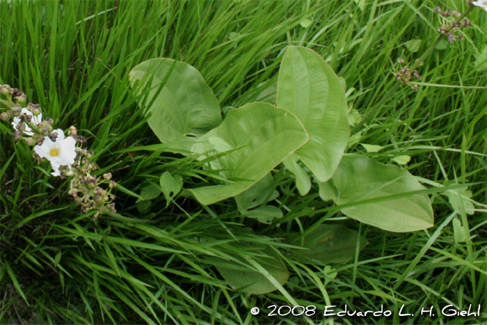 Echinodorus grandiflorus