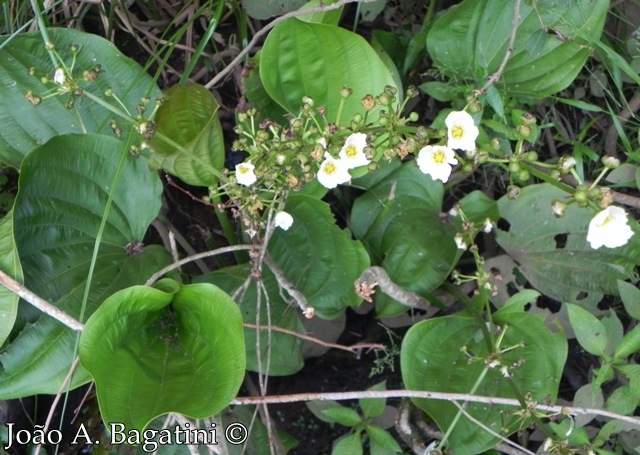 Echinodorus grandiflorus