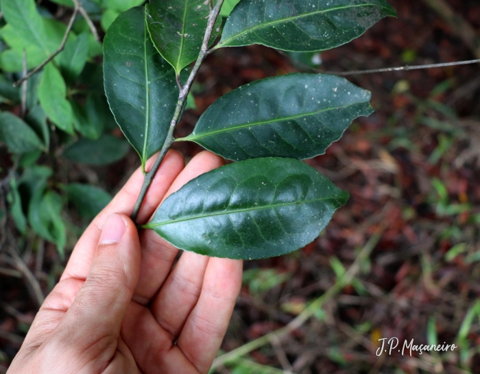 Maytenus robusta