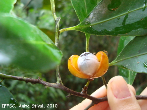 Maytenus robusta