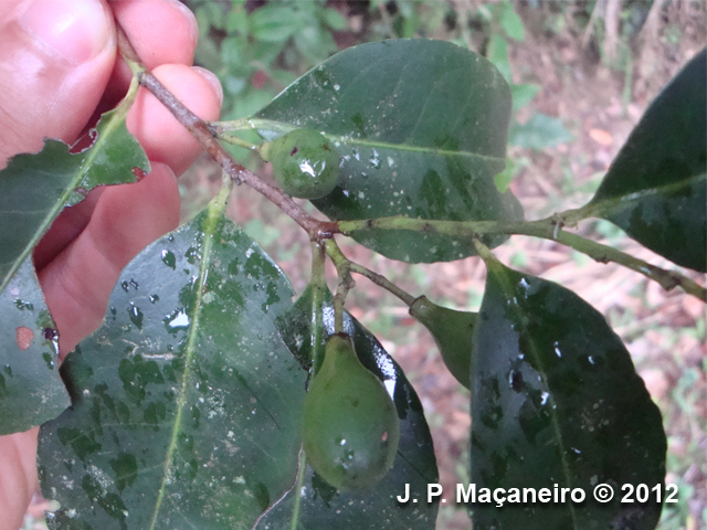 Maytenus robusta