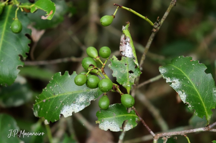 Maytenus robusta