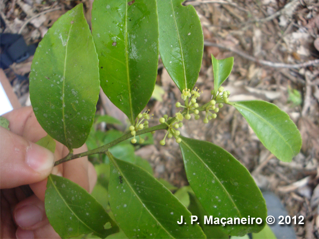 Maytenus robusta