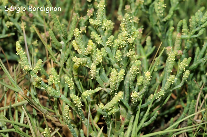 Salicornia fruticosa