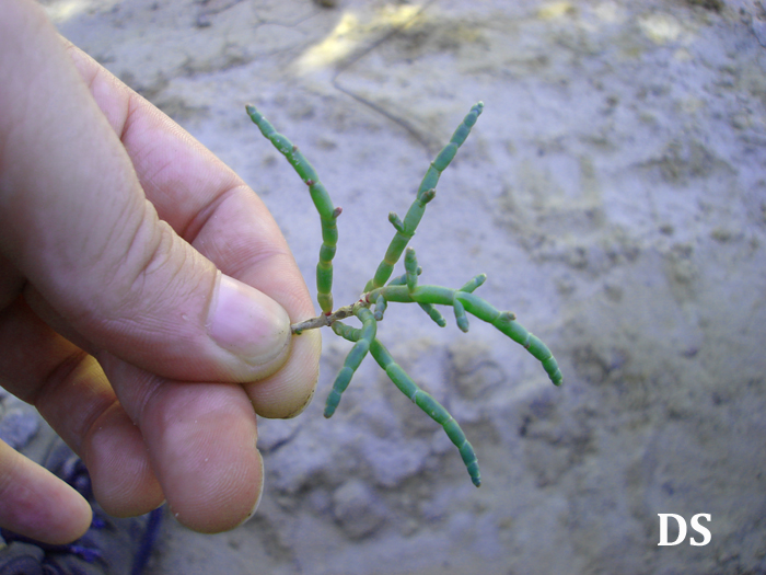 Salicornia fruticosa