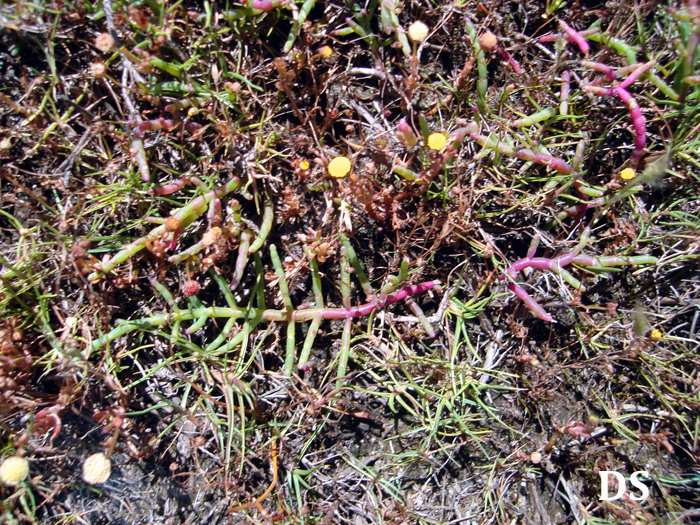 Salicornia fruticosa