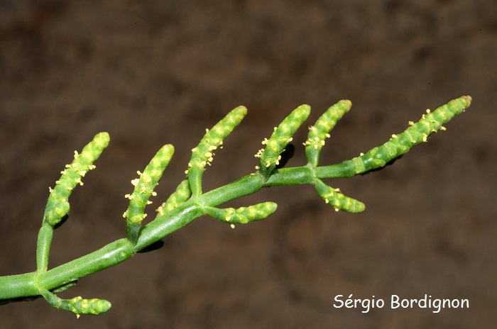 Salicornia fruticosa