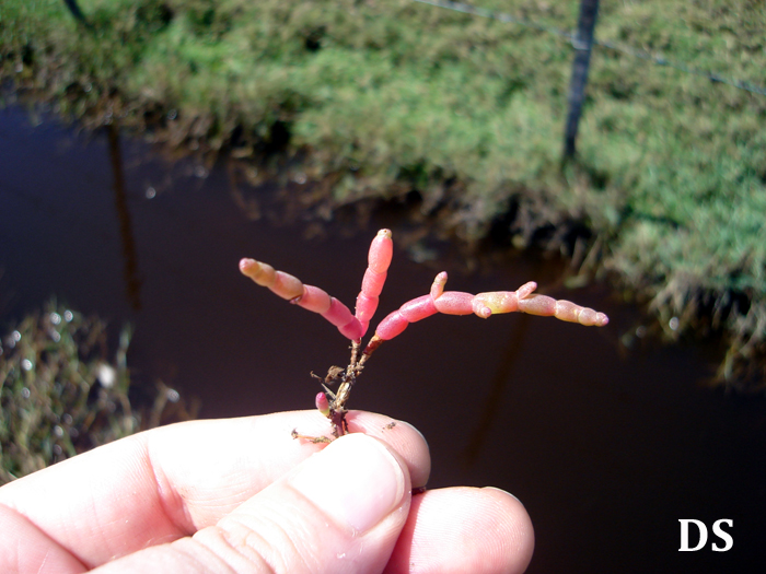 Salicornia fruticosa