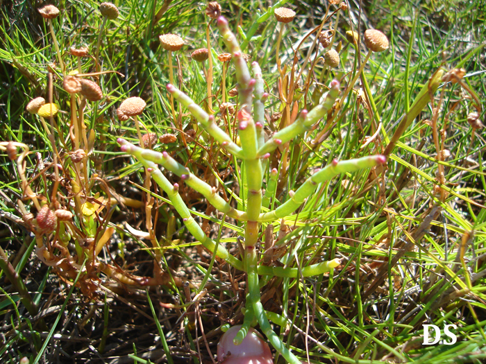 Salicornia fruticosa