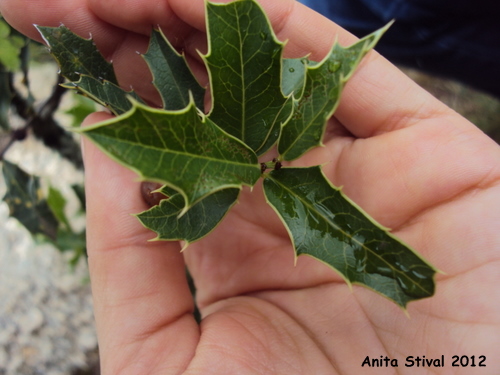 Maytenus muelleri