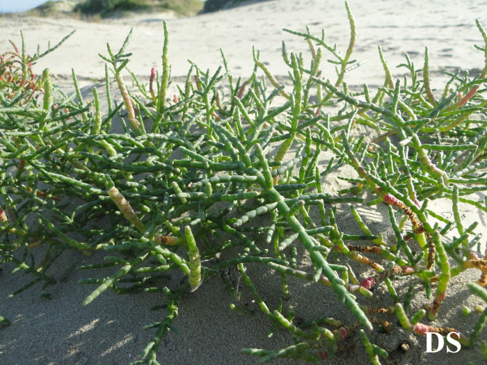 Salicornia fruticosa