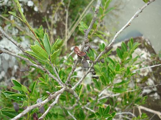 Maytenus muelleri