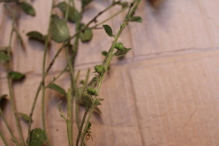 Chiropetalum foliosum