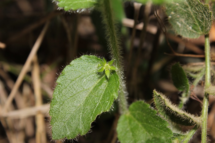 Chiropetalum foliosum