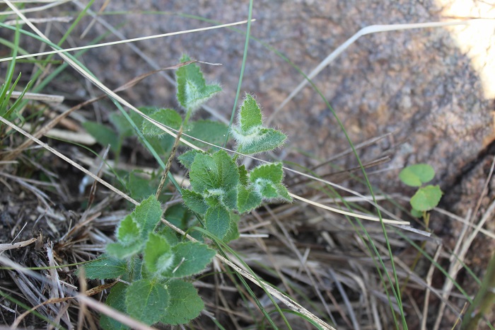 Chiropetalum foliosum