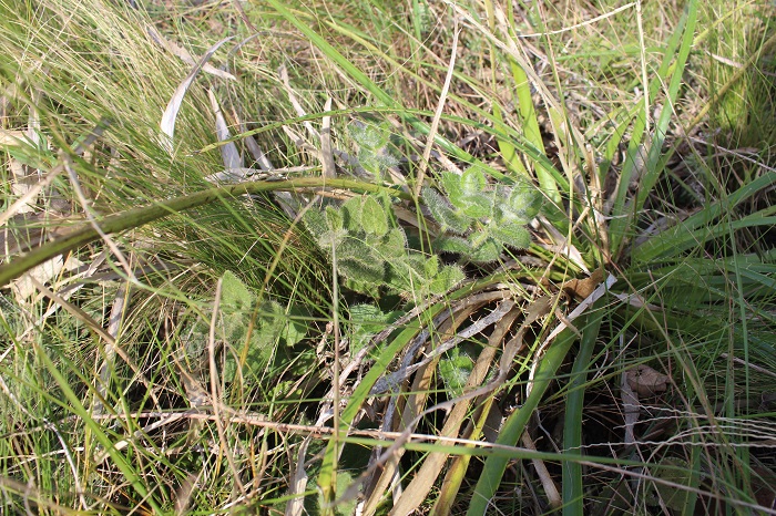 Chiropetalum foliosum