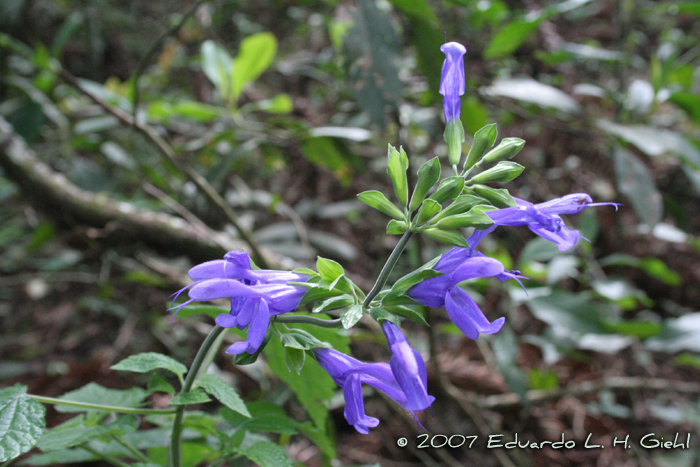 Salvia guaranitica