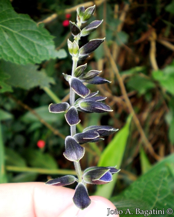 Salvia guaranitica