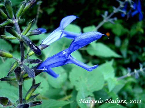 Salvia guaranitica