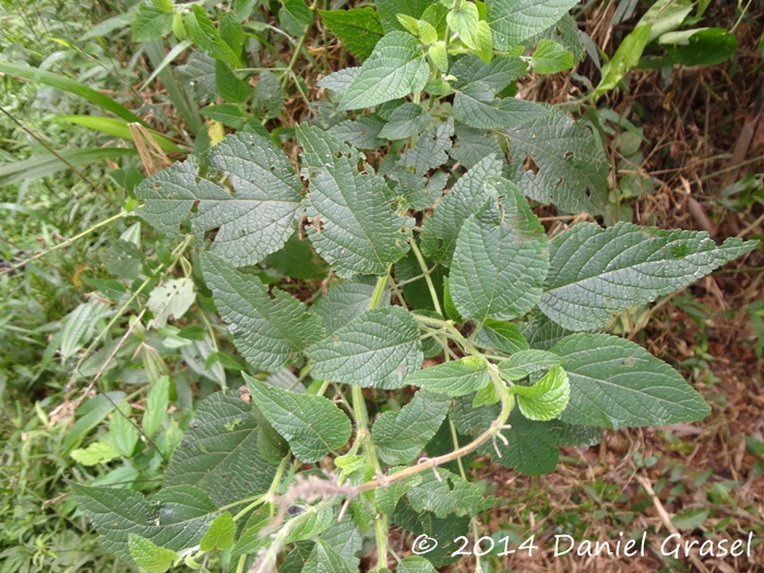 Salvia guaranitica